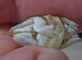 Mole Crab