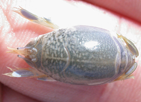 Mole Crab