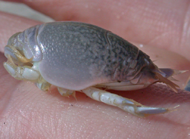 Mole Crab