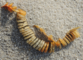 Whelk Eggcases