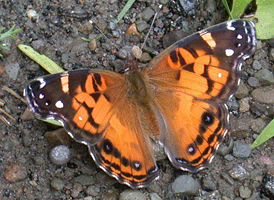 American Lady