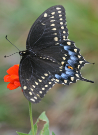 Black Swallowtail