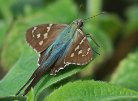 Long-tailed Skipper