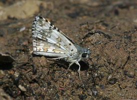 Common Checkered Skipper