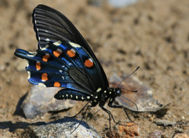 Pipevine Swallowtail