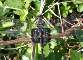 Black Saddlebags