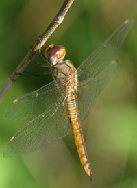 Wandering Glider