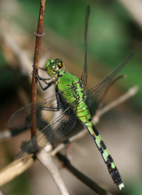 Eastern Pondhawk