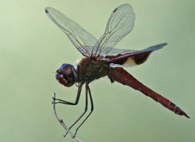 Red Saddlebags