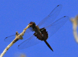 Red Saddlebags