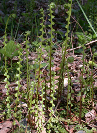 Ebony Spleenwort