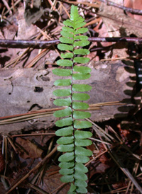 Ebony Spleenwort