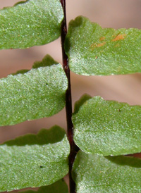 Ebony Spleenwort