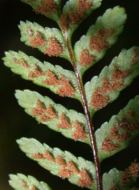 Ebony Spleenwort