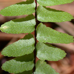 Ebony Spleenwort