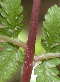 Northern Lady Fern