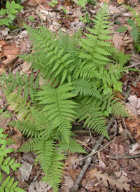 Northern Lady Fern