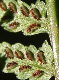 Northern Lady Fern