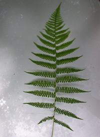 Northern Lady Fern