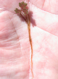 Carolina Mosquito-fern