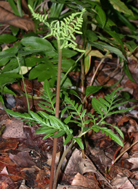 Cut-leaved Grape-fern