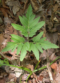 Cut-leaved Grape-fern