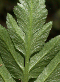 Cut-leaved Grape-fern