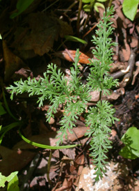 Cut-leaved Grape-fern