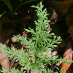 Cut-leaved Grape-fern