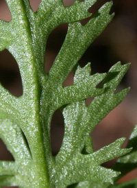 Cut-leaved Grape-fern