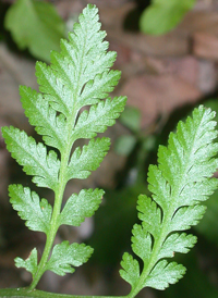 Virginia Grape-fern