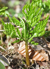 Virginia Grape-fern