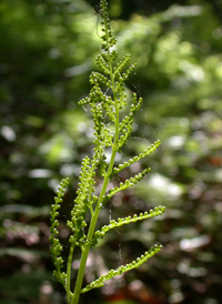 Virginia Grape-fern