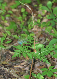 Virginia Grape-fern