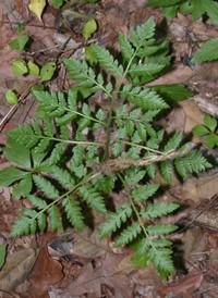 Virginia Grape-fern