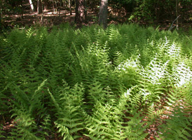 Eastern Hay-scented Fern