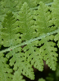 Eastern Hay-scented Fern