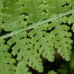 Eastern Hay-scented Fern