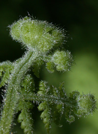 Eastern Hay-scented Fern