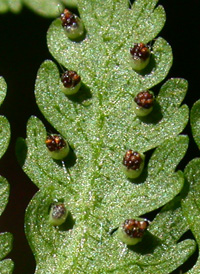 Eastern Hay-scented Fern