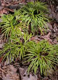 Fan Clubmoss