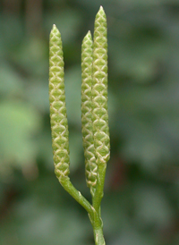 Fan Clubmoss