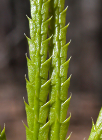 Fan Clubmoss