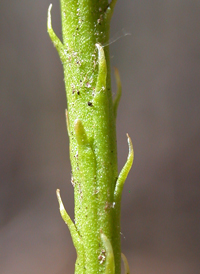 Fan Clubmoss