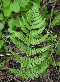 Narrow Buckler-fern