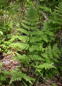 Narrow Buckler-fern