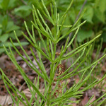 Field Horsetail