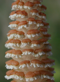 Field Horsetail