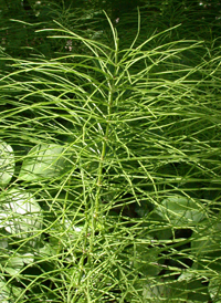 Field Horsetail