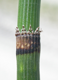 Rough Horsetail